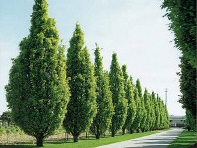 OZOLS PURVA  /  Quercus palustris                                       „GREEN PILLAR”