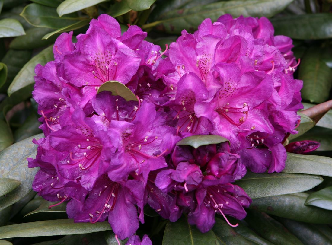 RODODENDRS /RHODODENDRON „BOHLKENS LUPINENBERG LAGUNA” 