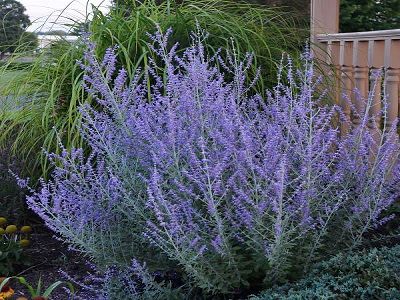 ​PEROVSKIJA BALODEŅLAPU / Perovskia atriplicifolia „ROCKETMAN”