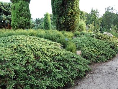 ​KADIĶIS PARASTAIS / Juniperus communis „GREEN CARPET”
