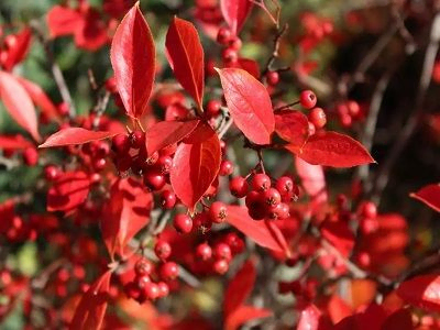 ARONIJA PURPURA /  Aronia arbitifolia „BRILLIANT”