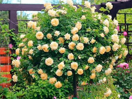 Augstumbra rozes