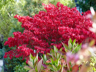SEGLIŅŠ SPĀRNOTAIS / Euonymus alatus