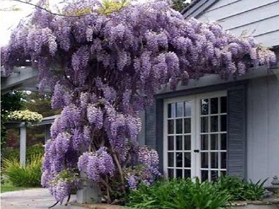 ​ĶĪNAS VISTĒRIJA, GLICĪNIJA / WISTERIA SINENSI