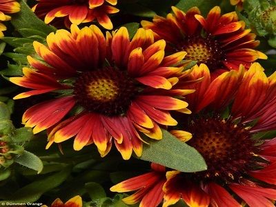 gailardija_spintop orange halo_gaillardia_siguldasdarznieks