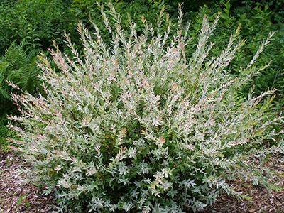 KĀRKLS GLUDMALU/SALIX INTEGRA "HAKURO NISHIKI"