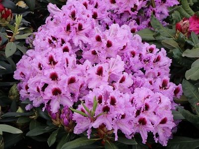 RODODENDRS /RHODODENDRON „KABARETT”