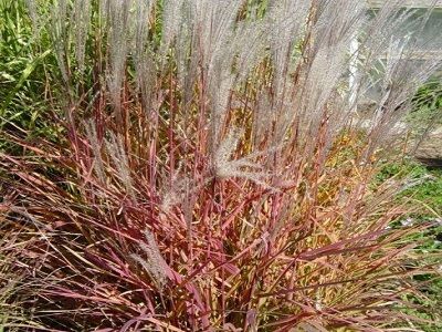 MISKANTE ĶĪNAS / MISCANTHUS SINENSIS „LITTLE MISS”_graudzāles_siguldasdarznieks-smilgas