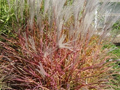 MISKANTE ĶĪNAS / MISCANTHUS SINENSIS „LITTLE MISS”_graudzāles_siguldasdarznieks-smilgas