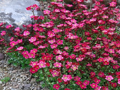  ĀRENDSA AKMEŅLAUZĪTE / Saxifraga x arendsii - ALPINO EARLY ROSE-siguldasdarznieks-stādi