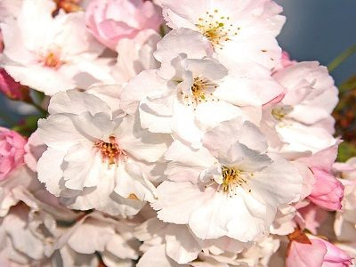 SĪKZOBAINĀ KALNU ĶIRŠA ŠĶIRNE  - SAKURA / CERASUS SERRULATA „AMANOGAWA”