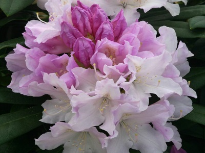 RODODENDRS /RHODODENDRON „HOPPY”