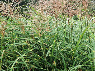 MISKANTE ĶĪNAS / MISCANTHUS SINENSIS MISKANTE ĶĪNAS   „PUNKTCHEN”