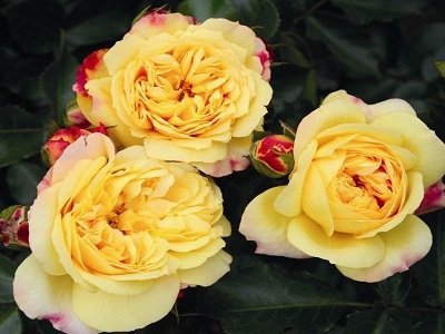 FLORIBUNDROZE LAMPION