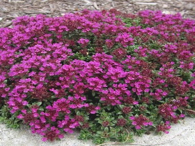 MĀRSILS VILNAINAIS  /  THYMUS x PRAECOX „CREEPING RED”