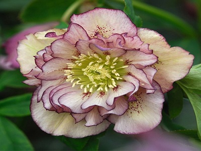 ​ZIEMZIEDE AUSTRUMU / Helleborus orientalis „DOUBLE ELLEN PICOTEE”
