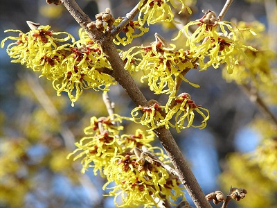 ​VIRDŽĪNIJAS BURVJU LAZDA / Hamamelis virginiana