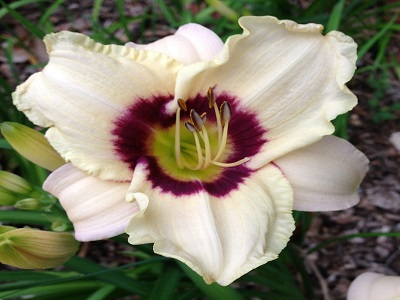 ​DIENZIEDE / Hemerocallis „PANDORAS BOX”