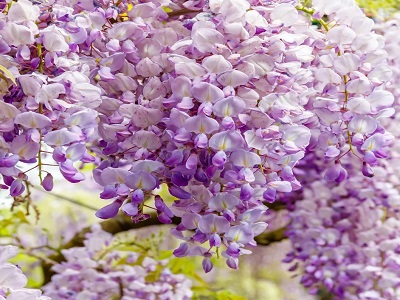 ĶĪNAS VISTĒRIJA, GLICĪNIJA  /  WISTERIA SINENSI