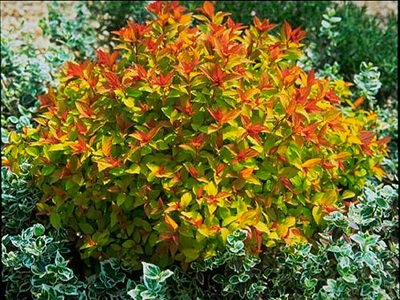 ​SPIREJA JAPĀNAS /SPIRAEA JAPONICA „MAGIC CARPET” (WALBUMA)