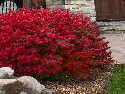 SEGLIŅŠ SPĀRNOTAIS    /   Euonymus alatus “LITTLE MOSES” / ODOM