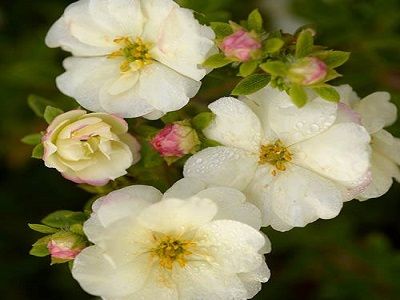 ​KLINŠROZĪTE PARASTĀ / Potentilla fruticosa „DOUBLE PUNCH CREAM”