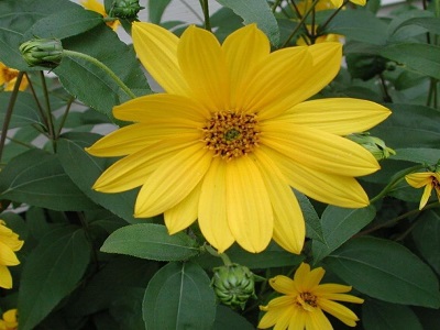 ​SAULGRIEZE / HELIANTHUS