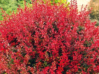 ​BĀRBELE TUNBERGA / Berberis thunbergii „LUTIN ROUGE”