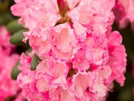 ​RODODENDRS JAKUŠIMANAS / Rhododendron Yakushimanum „KALINKA”