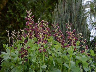 BAPTĪZIJA /  Baptisia „DECADENCE DARK CHOCOLATE”