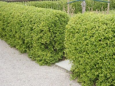 ​ALPĪNĀ VĒRENE Ribes alpinum