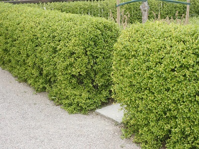 ​ALPĪNĀ VĒRENE Ribes alpinum