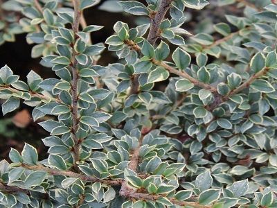 ​KLINTENE KLĀJENISKĀ / Cotoneaster horizontalis „VARIEGATA”