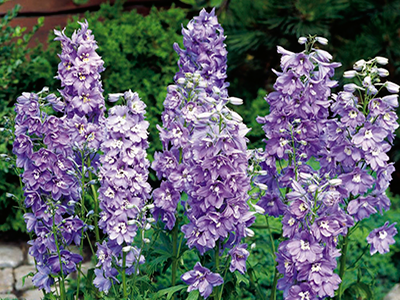 DELFĪNIJA DĀRZA „MAGIC FOUNTAINS LAVENDER /WHITE BEE”