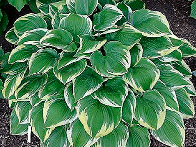 HOSTA „MEMORIES OF DOROTHY”