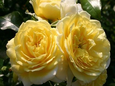 ​FLORIBUNDROZE SOLERO