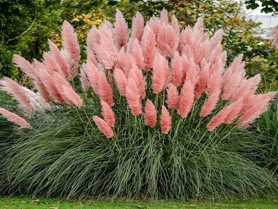 ​PAMPUZĀLE SELLO / CORTADERIA SELLOANA “PINK FEATHER”