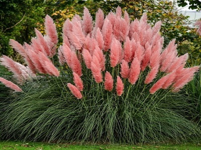 ​PAMPUZĀLE SELLO / CORTADERIA SELLOANA “PINK FEATHER”