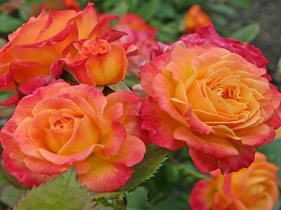 floribundrozes-​GARTENSPASS-siguldasdarznieks-rozes