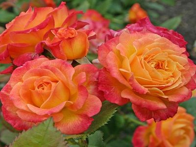 floribundrozes-​GARTENSPASS-siguldasdarznieks-rozes