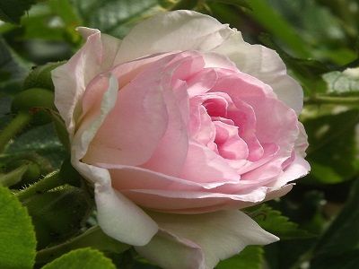parka roze-rītausma-rožu stādi-rossa-siguldasdarznieks
