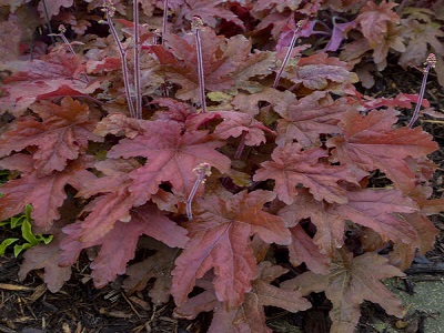 HEIHERELLA RED ROVER