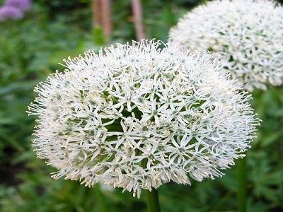 SĪPOLS MATAINLAPU BALTZIEDU    / ALLIUM HIRTIFOLIUM „ALBUM”