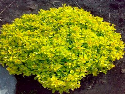 BĀRBELE TUNBERGA/ BERBERIS THUNBERGII „TINY GOLD”