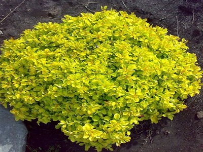 BĀRBELE TUNBERGA/ BERBERIS THUNBERGII „TINY GOLD”