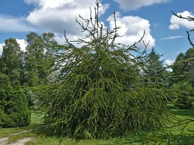 ​EGLE PARASTĀ / Picea abies „VIRGATA” „čūsku egle”