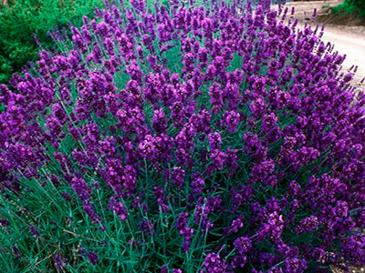 LAVANDA ŠAURLAPU „HIDCOTE BLUE”