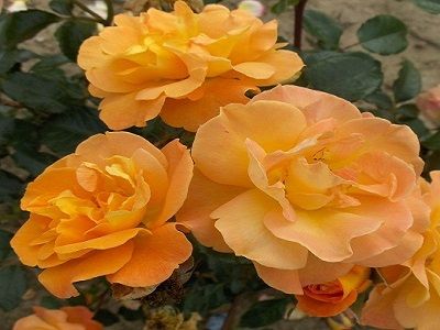 ​FLORIBUNDROZE WESTZEIT