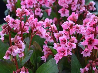 BERGĒNIJA  / BERGENIA „FLIRT”