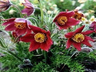 SILPURENE PARASTĀ   / PULSATILLA VULGARIS  „PINWHEEL DARK RED”